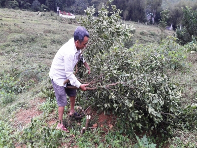 Hà Tĩnh: Một thương binh liên tục bị chặt phá vườn cây ăn quả